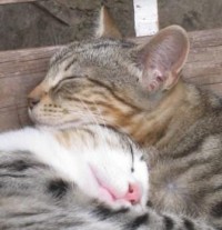 Tabby kittens asleep
