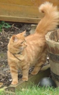 Ginger Tabby cat in the garden