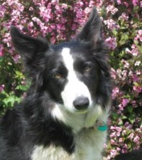 Black and white border collie dog in front of flowering plant