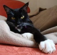 Black and white cat with paw outstretched lying on blanket