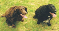 Two springer spaniel dogs outisde on grass -one brown, one black and white
