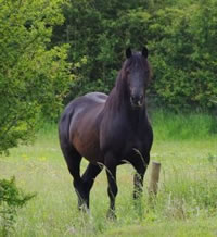 Black horse in field with trees