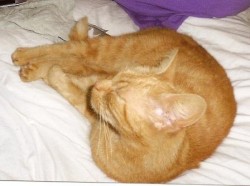Picture of ginger cat curled up asleep on bed