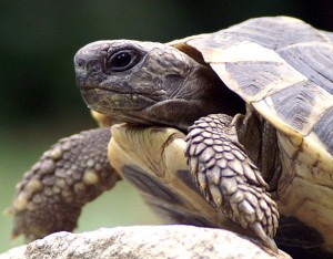 tortoise head photo